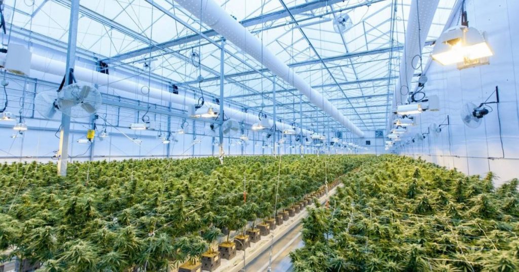 Best CO2 Sensors for Greenhouses and Grow Rooms