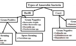 types of anaerobic microorganism
