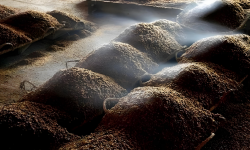 Wine Fermentation