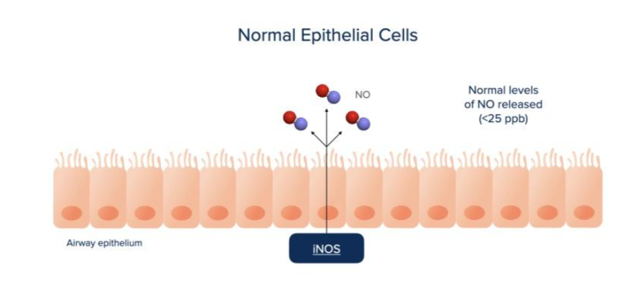 Nitric Oxide Breath NO